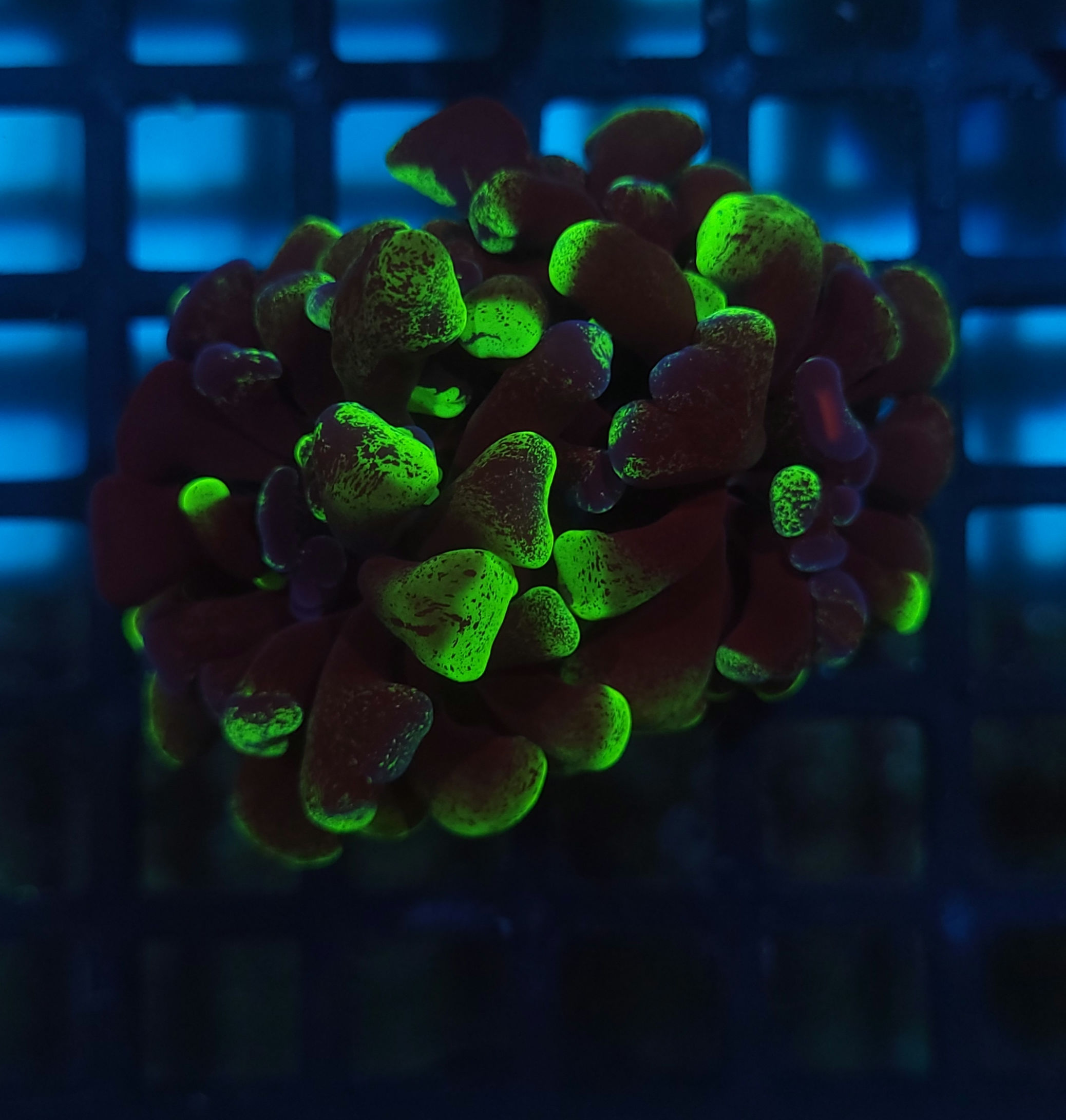 Hammer Splatter Green 2 bocas