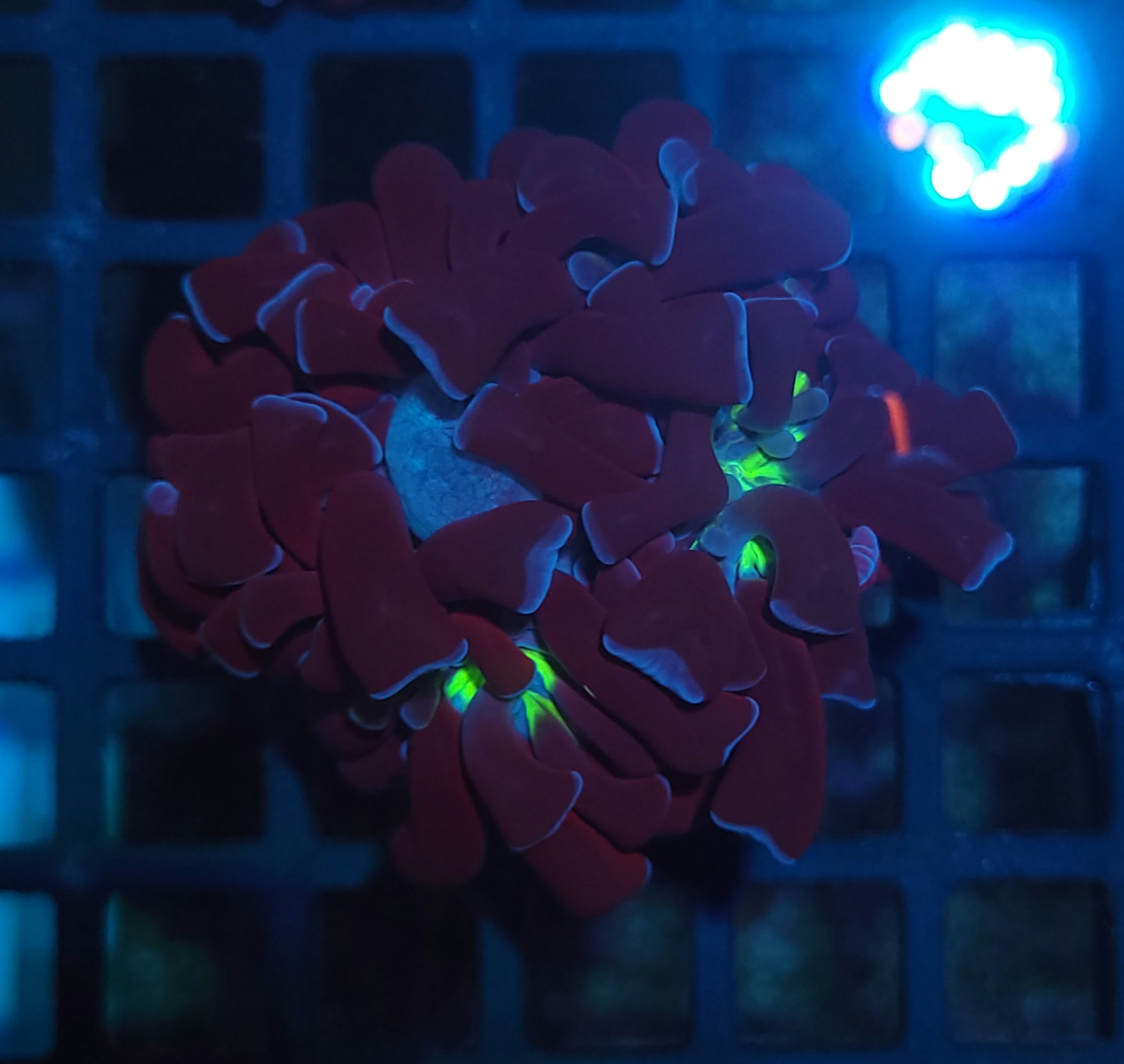 Hammer Rainbow 4 bocas