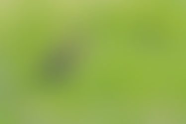 Discussie over weidevogelbeheer en de grutto