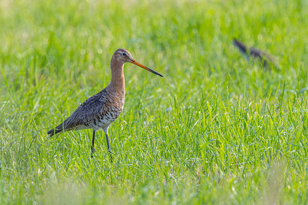 Discussie over weidevogelbeheer en de grutto