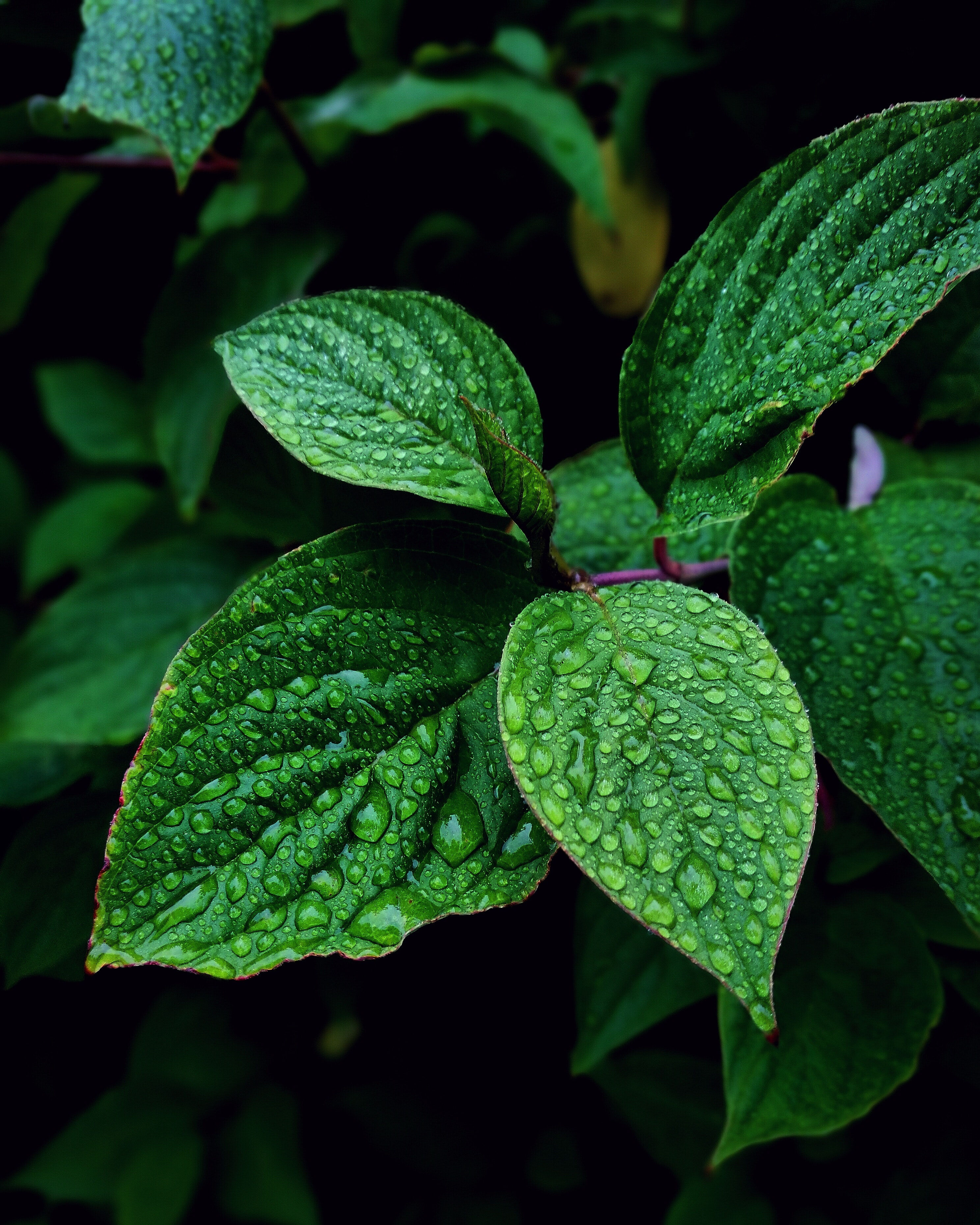 Menta