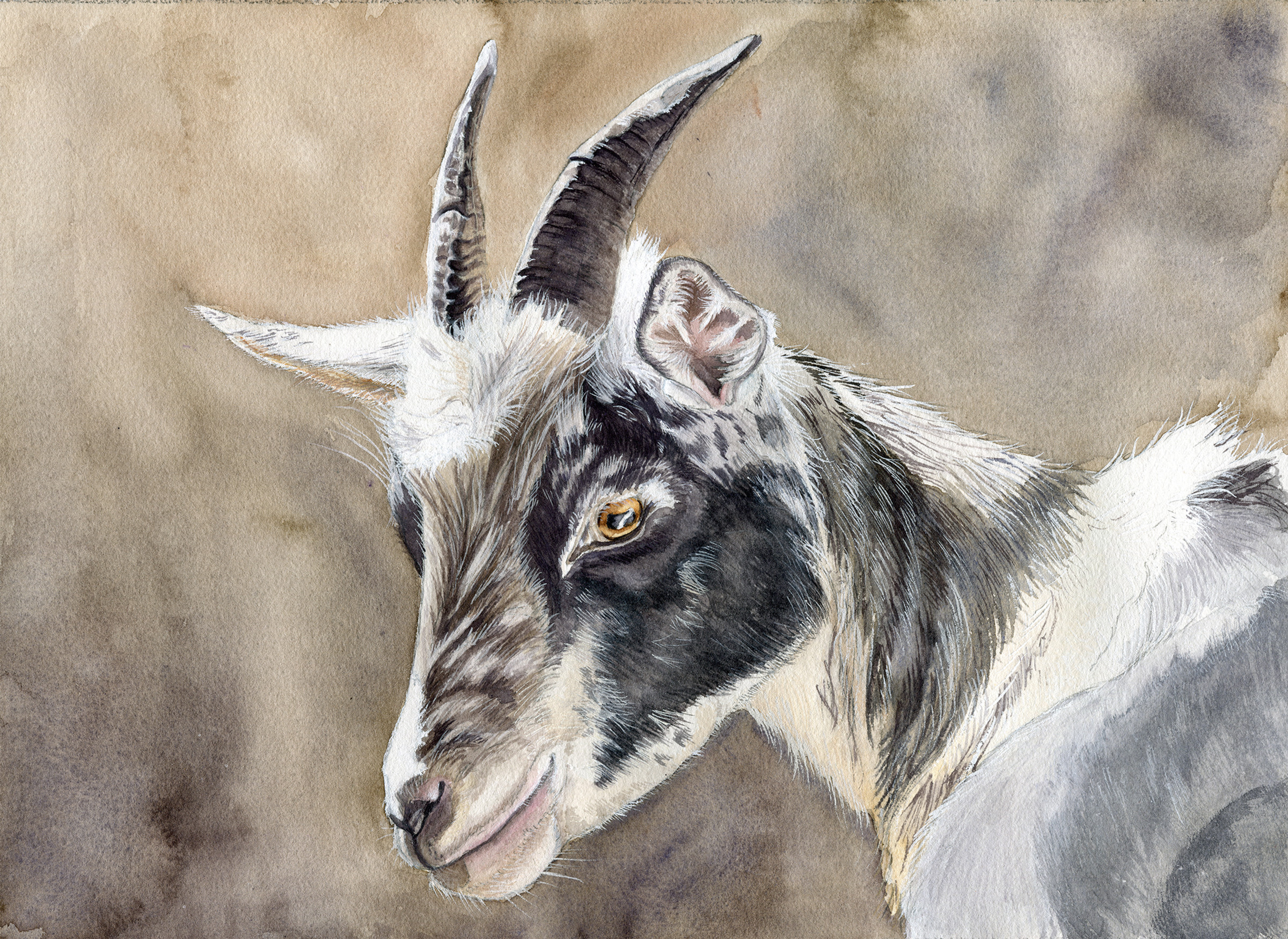 Smiling Goat 8x10 Print