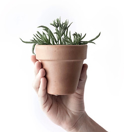 Aloe Vera Plant
