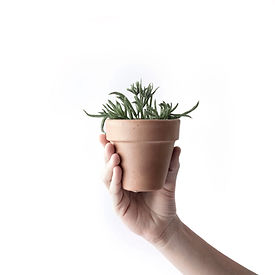 Aloe Vera Plant