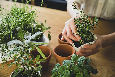 ハーブ ローズマリー 植物 庭 ガーデニング herb herbs