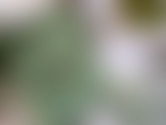 Ring Bearer Alternatives