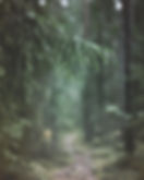 Pine oil