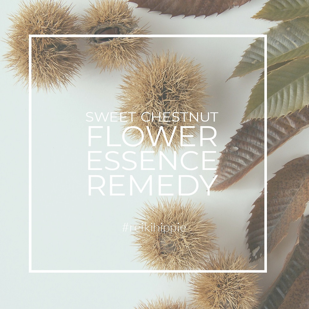 Flower Remedies Northern Ireland Reiki Hippie Reiki Blog