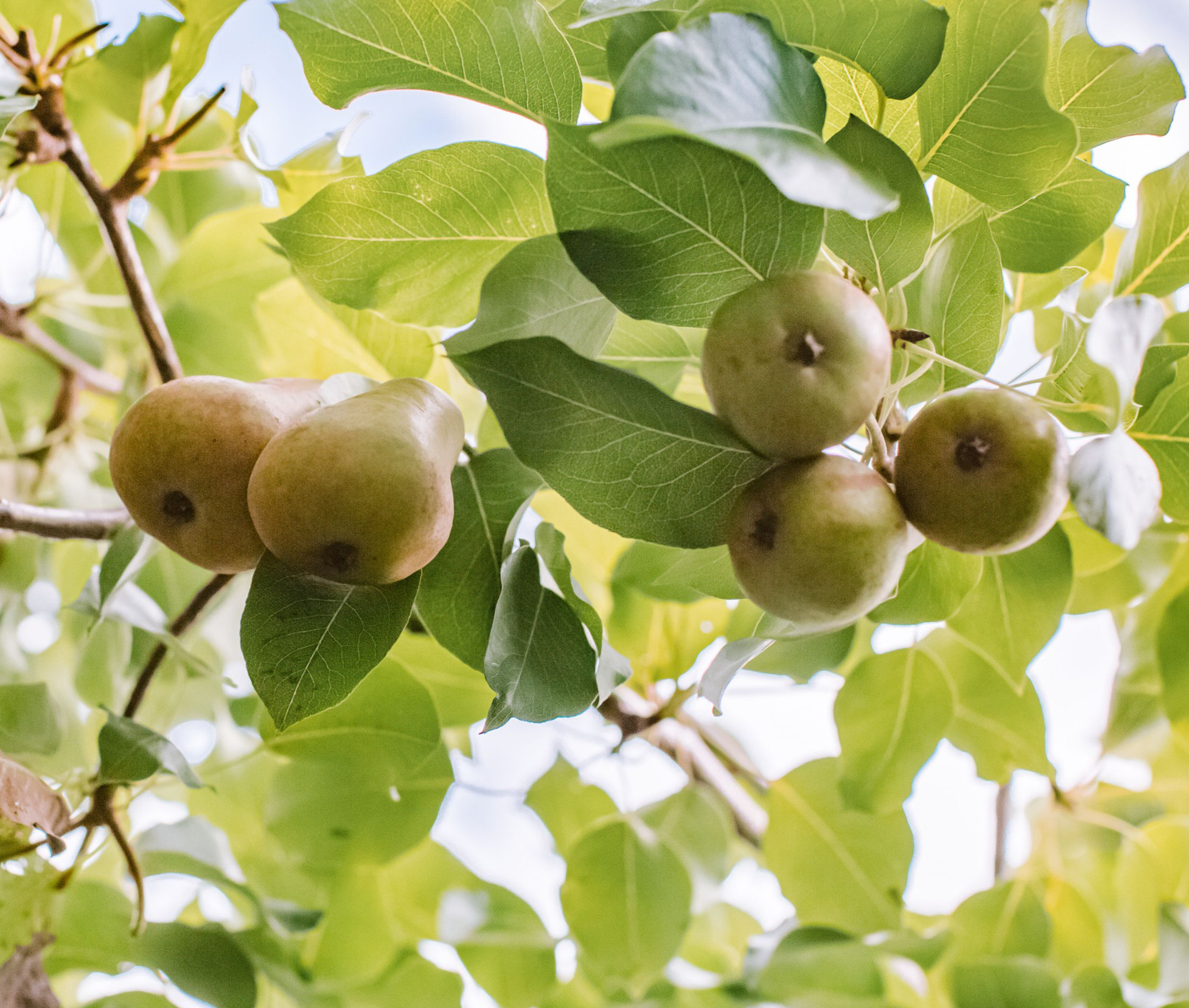 Eighty-Year Elm (80th Birthday) – Pear