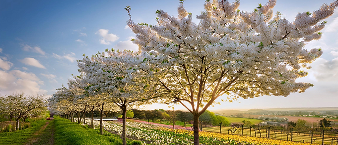 Flowering trees