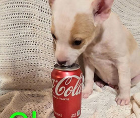 Chance-Transport Available to the Northeastern States   