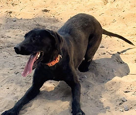 Petunia-Transport Available to the Northeastern States  