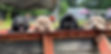 Resized.jpg