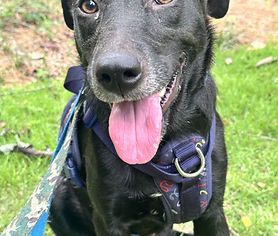 Jasmine-Transport Available to the Northeastern States