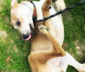 Diesel-Transport Available to the Northeastern States