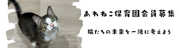 猫達の未来を一緒に考えよう (1).jpg