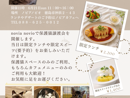 保護猫譲渡会　novia novio×あわねこ保育園