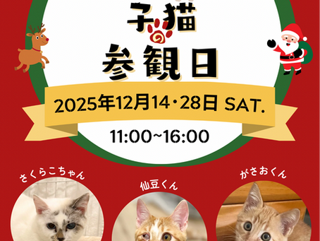 譲渡会のお知らせ12/14・28(日)