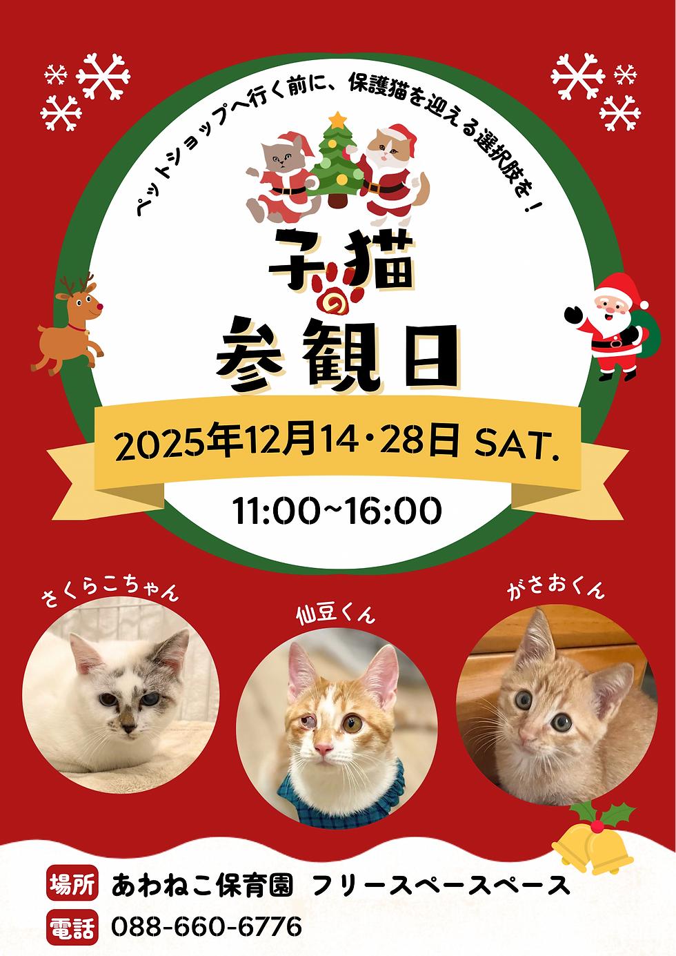 譲渡会のお知らせ12/14・28(日)