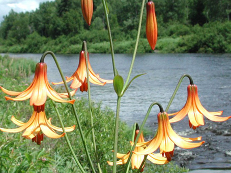 Une plante indigène à protéger, le lis du Canada (Lilium canadense)