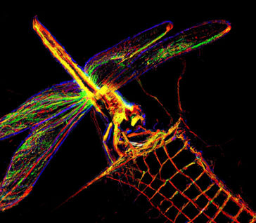LA PARÁBOLA DE LA LIBÉLULA