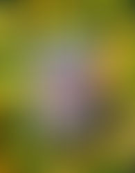 MIS HADAS DE LA INFANCIA