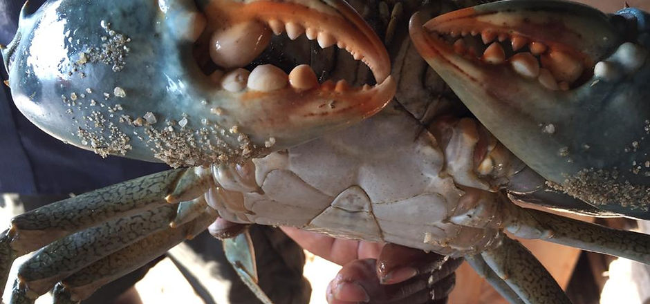 crab-big-2.jpeg
