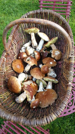 Mushrooms-walk-in-September