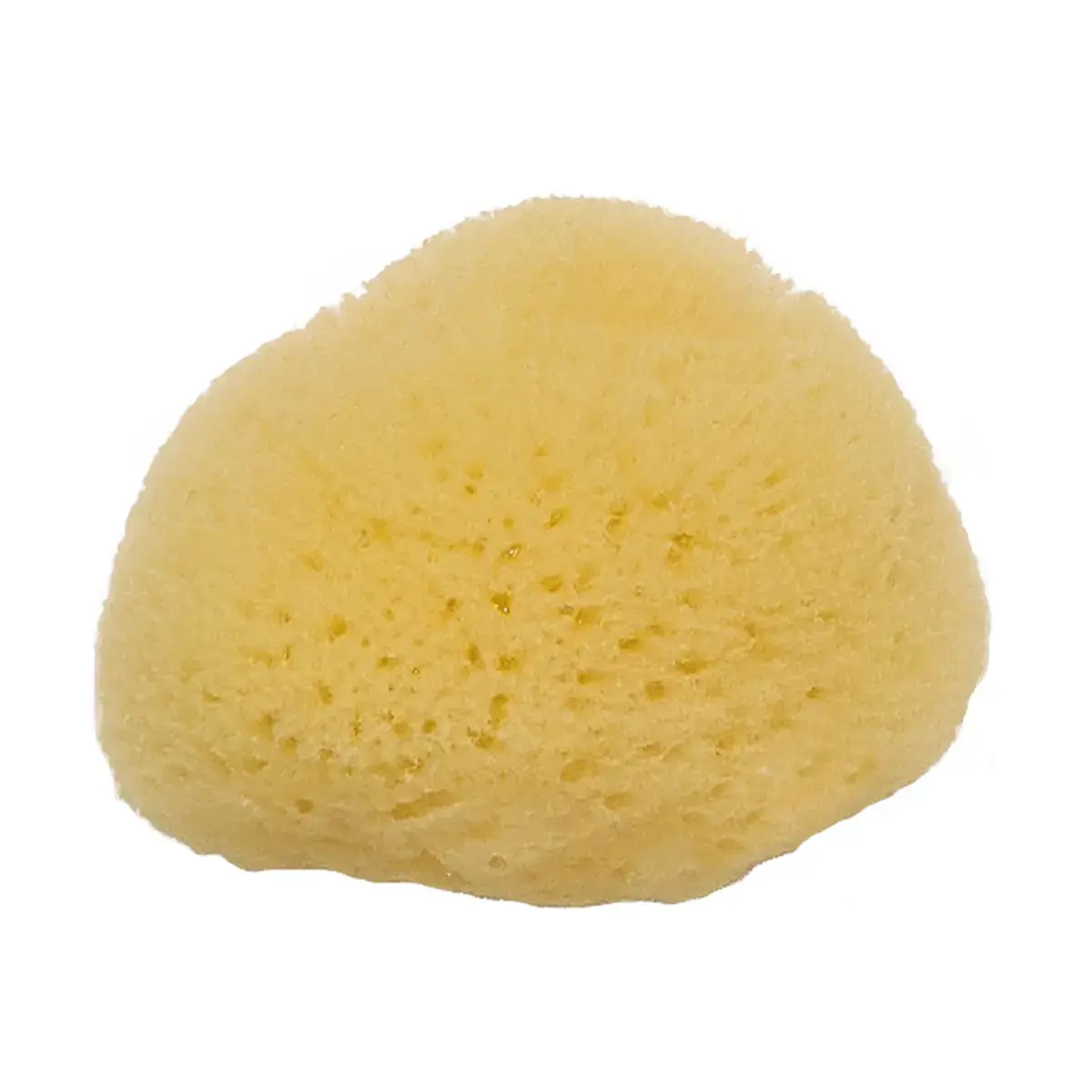 Aquarellschwamm ,Feiner Naturschwamm Ø 5 cm , Malschwamm ,