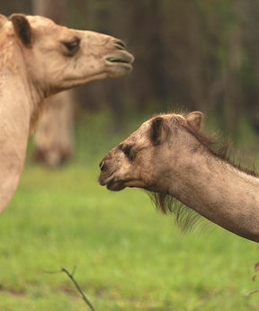 Two camels in the paddock at Hidden Camp