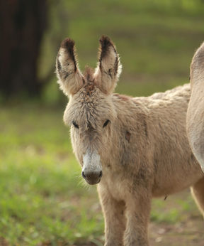 Close-up of a friendly donkey at Hidden Camp