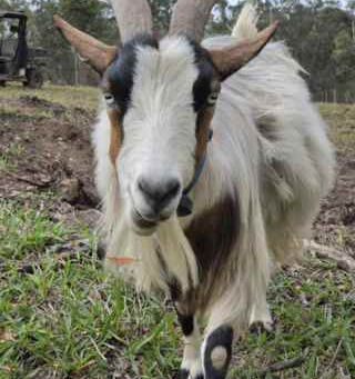 Goatzilla's diary: she's been fitted with a GPS tracking collar