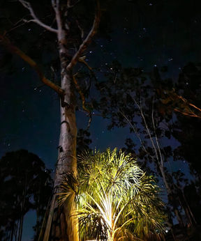 Palm tree lit up under the night sky at Hidden Camp