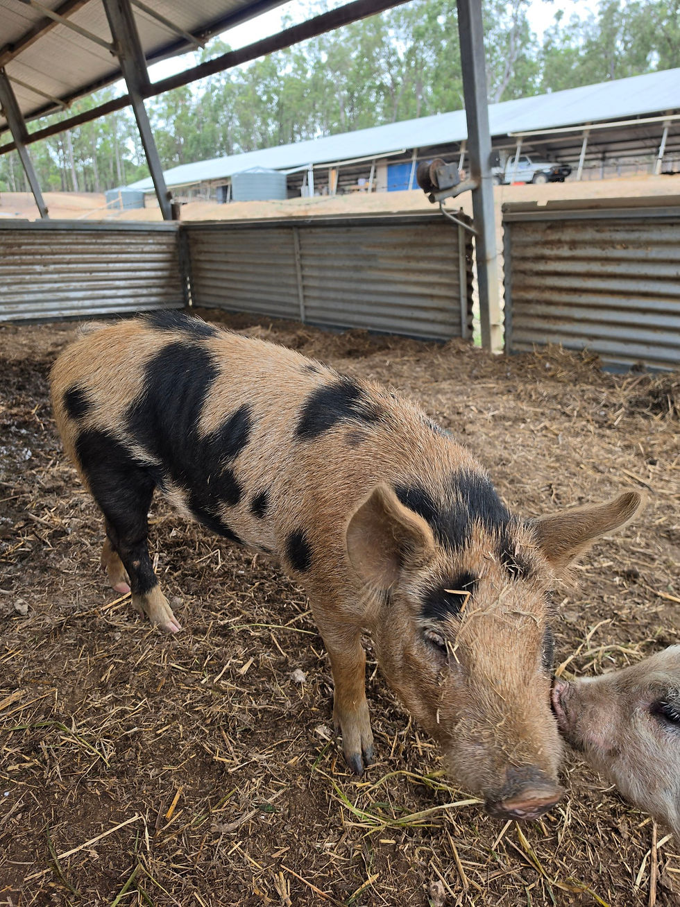 Close-up of Valentino the pig's face and ears at Hidden Camp