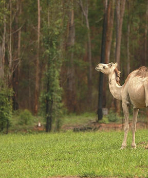 Camel walking beside the bush at Hidden Camp