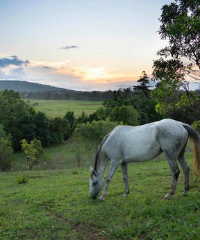 White horse grazing at sunset overlooking the valley