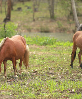Miniature ponies grazing at Hidden Camp