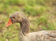 The Geese at Hidden Camp