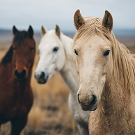 be friendly 2026 closeup.png