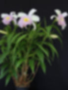 Sobralia Mirabilis 1 - Bill Gardiner.jpg
