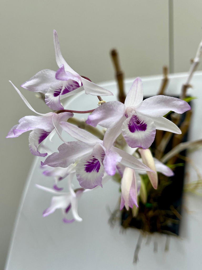 Dendrobium transparens 1 – Kevin Stewart.jpg