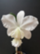 Cattleya x dolosa 'Gorgeous' 2 - Bob Dales.jpg