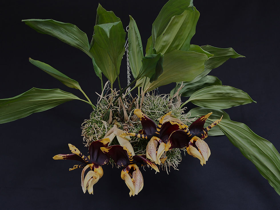Stanhopea tigrina var. nigroviolacea 'Matador' 1 - Bill Gardiner.jpg