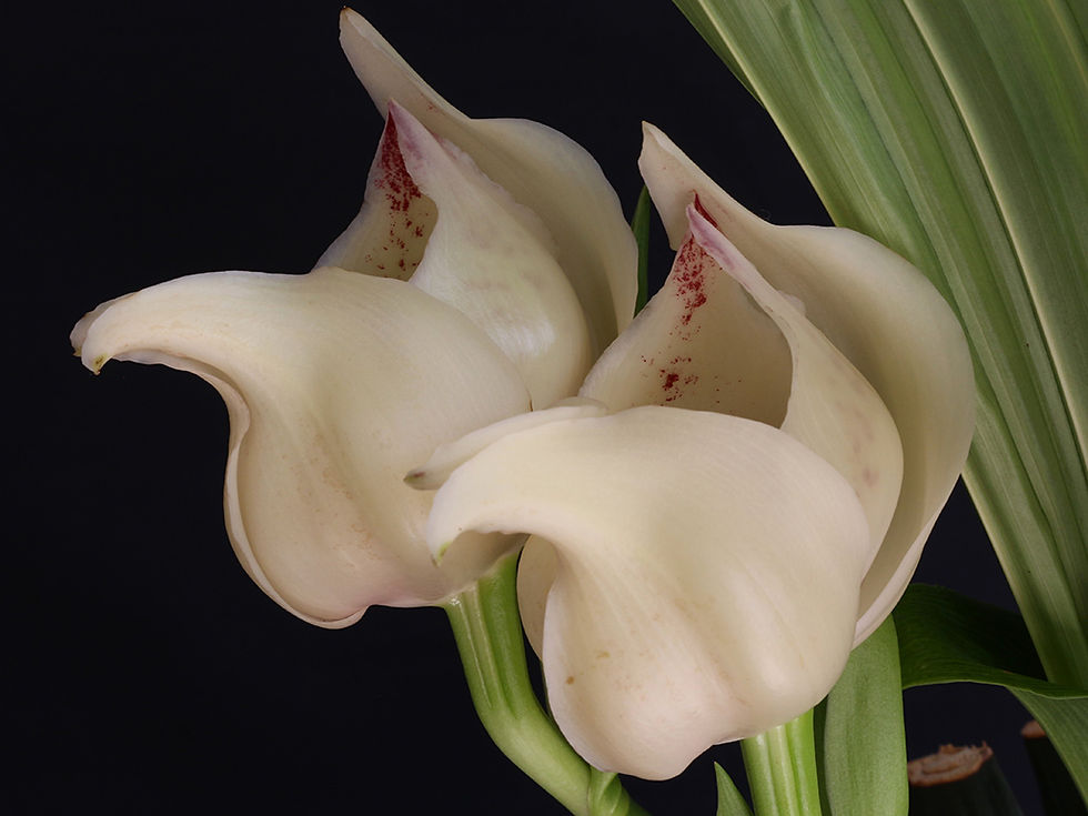 Anguloa Blanche Pierre 2 - Bill Gardiner.jpg