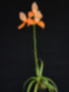 Disa Oak Valley 1 - Bill Gardiner.jpg