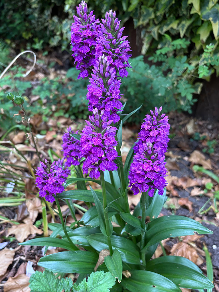 Dactylorhiza x grandis 1.jpg