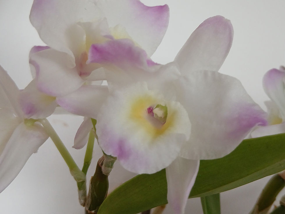 Dendrobium Spring Dream 'Kumiko' 3.jpg