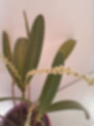 Stelis cucullata 2 - Lynne Greenstreet.jpg