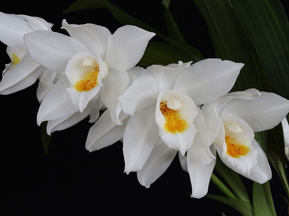 Coelogyne mooreana 'Magnifica' 3 - Bill Gardiner.jpg