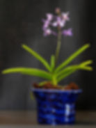 Vanda coerulescens 1 - Diana Petrokaite.jpg
